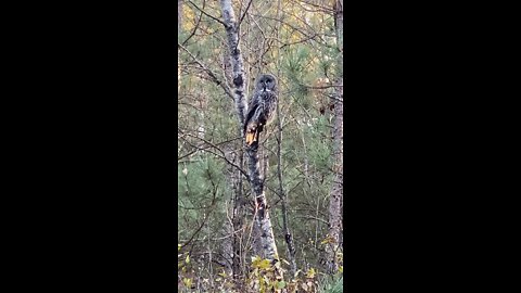 Minnesota Great Grey Owl