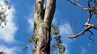 Lace Monitor 12th May 2021