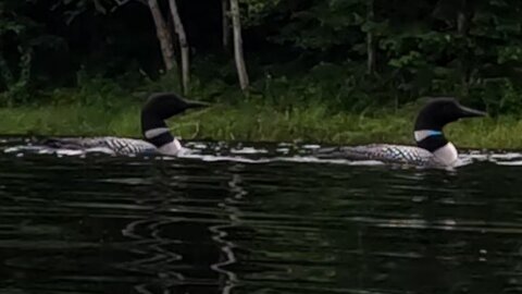 Loons casually wander very closely past swimmers at the cottage