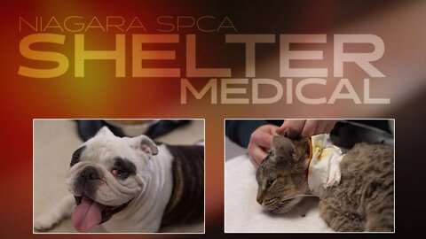 Cherry eye dog and a neck wound kitty | Shelter Medical