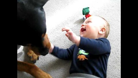 Rottweiler causing a baby laugh attack best video