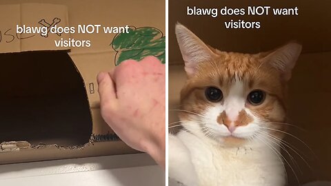 Grumpy cat doesn't want any visitors