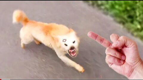 Animals also hate middle finger 😹🤣 pets funny reaction | funny moment