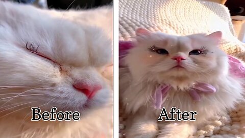 Cute cat makeup funny video 😂🤣