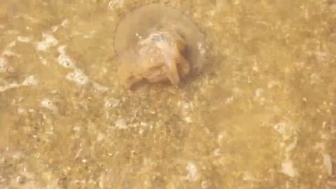 Dead jellyfish in water Jellyfish on the seashore Extinction of sea animals