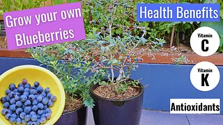 Grow your own Blueberries at home for maximum health benefits