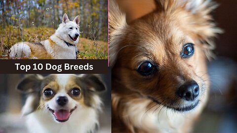 Top 10 Most Popular Pet Dog Breeds