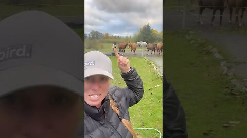 Horse Malfunction #funny #horse #shortvideo