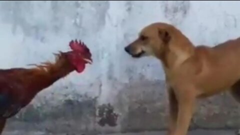 Chicken vs Dog Fighting.Funny Dog fight video