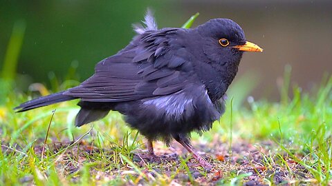 The Moulting Blackbird Still Looks Like A Mess Two Weeks Later