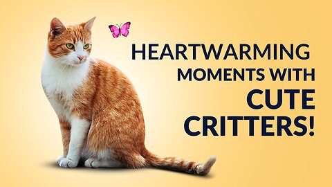 Heartwarming Moments with Cute Critters