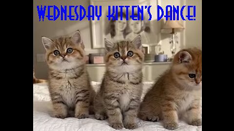 Wednesday kitten’s dance! Wait for it!