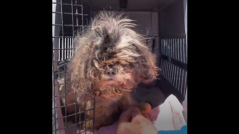 He was kept in a cage for almost half his life without care and care