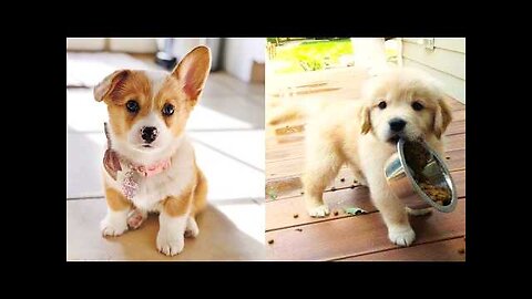 Funny Dog Videos - Cute Puppy Compilation