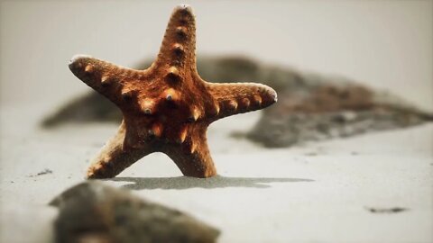 red starfish on ocean beach with golden sand