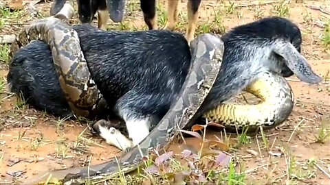 Giant python anaconda attacked the goat Village boys try to save the goat