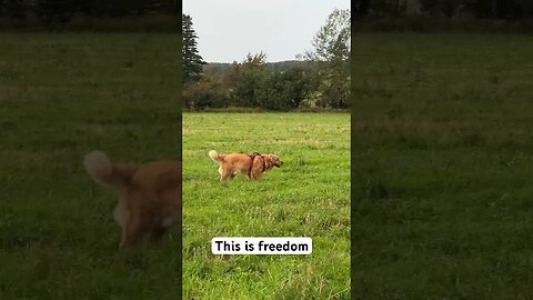 This is freedom for a #goldenretriever