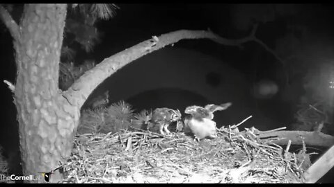 Dad Brings a Bird To His Owlet 🦉 3/26/22 21:36