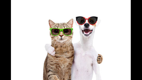 Funny Animals Cat & Dog