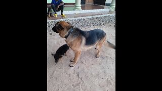 Germany Shepherd puppies 3 months for sell.