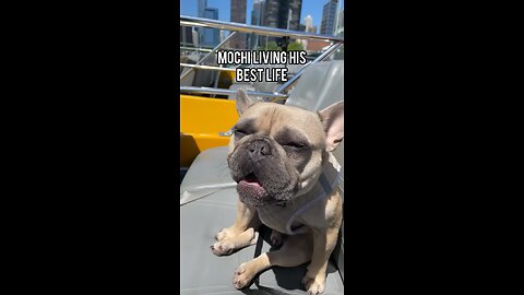 Best Life Ever | Mochi The French Bulldog