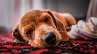 3 Hours of CLASSICAL Music for Dogs CALMING PET Music to calm them, anyi anxiety