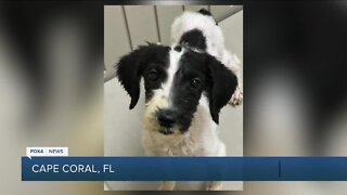 20 Dogs rescued in Cape Coral