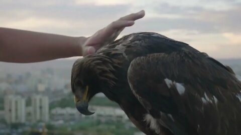 Man's hand petting an eagle in Mongolia Zaisan, during sunset