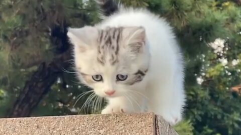 Cute cat thinking to jump from the wall