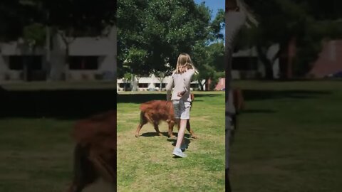 Girl Playing with a Dog #shorts #dog #cat