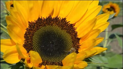 Beautiful flower in the Field