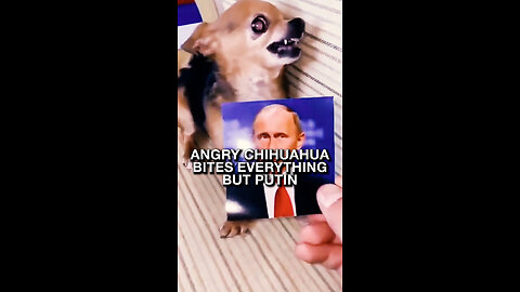 Angry chihuahua bites everything but Putin