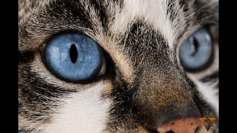 How beautiful is the eye of this cat it is very excitingWatch now!!