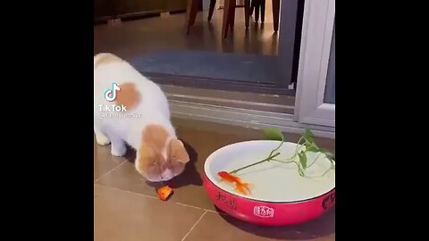 Save that Goldfish!