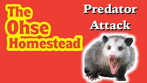 The Ohse Homestead - VLOG # 41 - Predator Attack