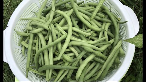 Green Bean Harvest 4 varieties U of TN Garden Trials: Mascotte, Calima, 2 blind trials #UTIA #UT