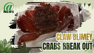 Seafood Counter Crabs Break Out Of Their Packaging