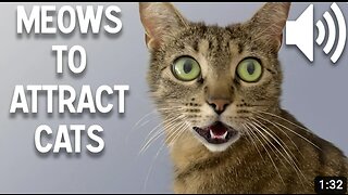 Sounds that attract cats - Meow to make cats come to you