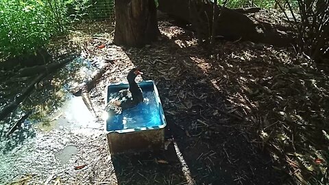 Muscovy Duck enjoying the water 19th June 2021