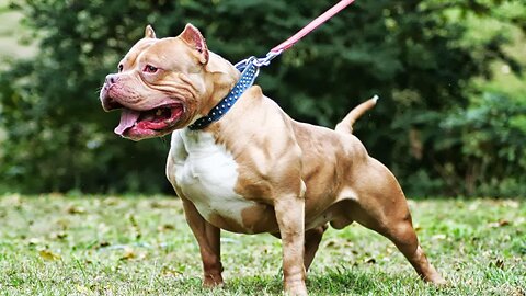 DANGEROUS OR GOOD PETS ? THE AMERICAN BULLY DOG