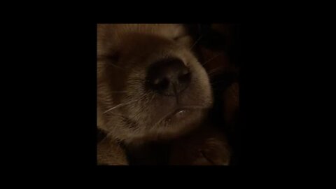 4 Week Old Lab Pup Rocked to Sleep Starts Snoring #Shorts #ShortVideo