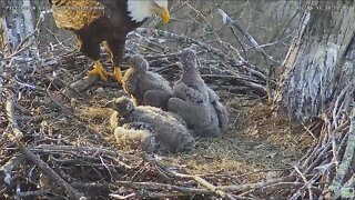 Hays Bald Eagles H16 eats a long Rat Tail 2022 04 17 18 :29