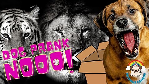 Dog Gets Pranked with, Fake Lions and Tigers, and a Giant Box