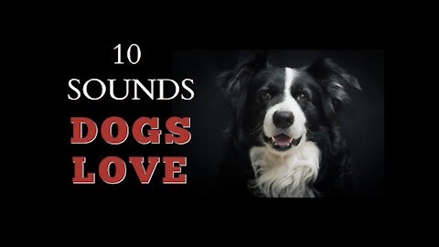 10 Sounds Dogs Love To Hear The Most