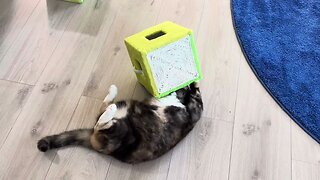 Finally new Kerbl cat box toy