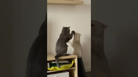 cats playing