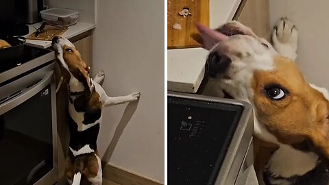 Sneaky Beagle Hilariously Steals Food From The Counter