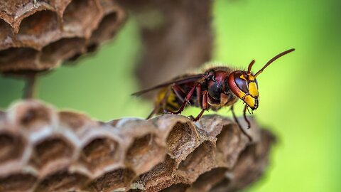 Professional Wasp Removal Services by Protech Pest Control