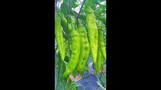 Fresh green chillies 🌱 #foryoub