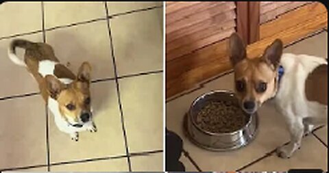 Pup won't eat his food unless it's "prepped" like his owner's meal